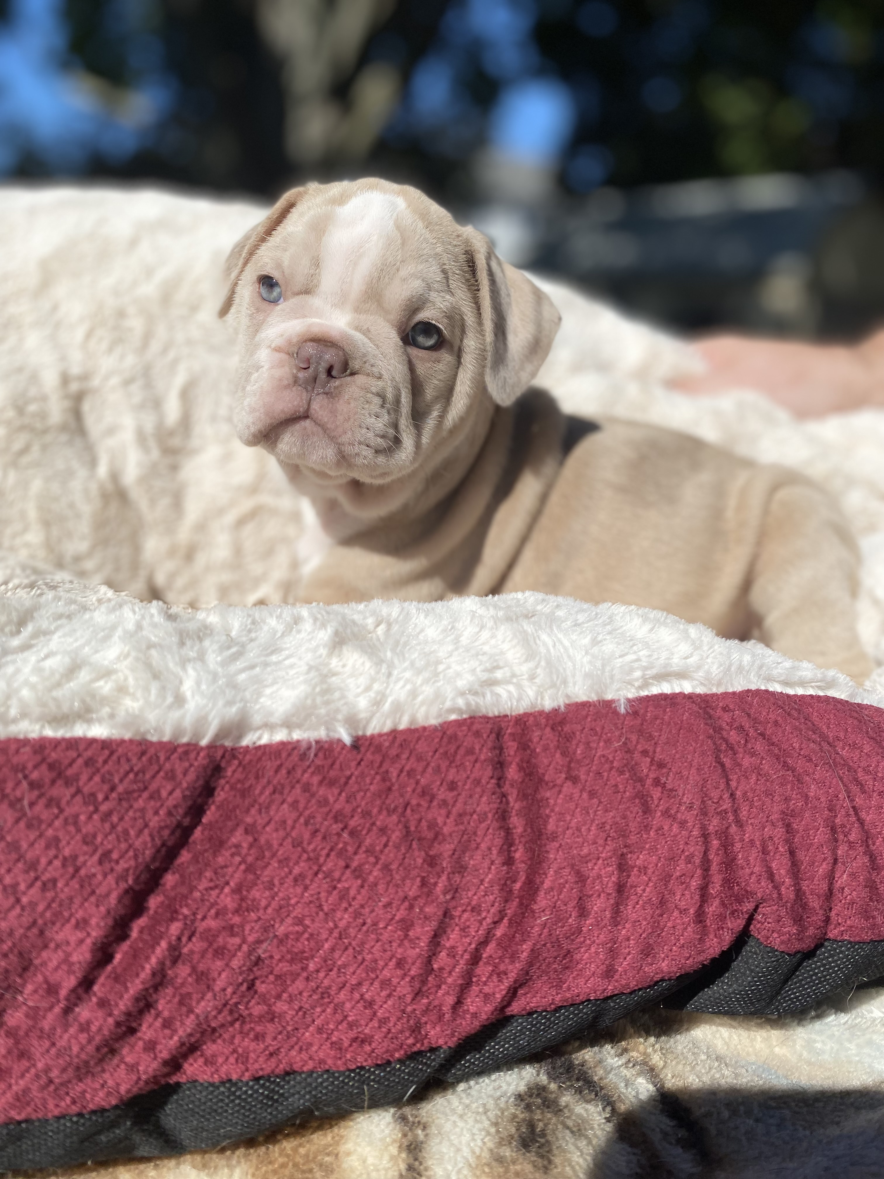 This beautiful female is still available